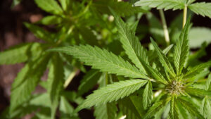 Cannabis Plant